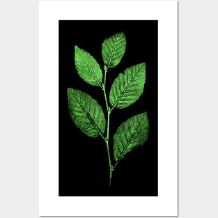 leaves Posters and Art